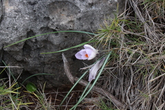 Crocus versicolor