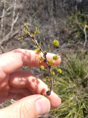 Vachellia schaffneri bravoensis