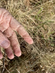 Muhlenbergia expansa