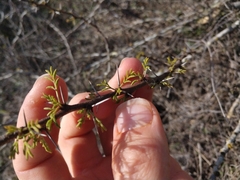 Vachellia schaffneri bravoensis