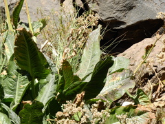Senecio fistulosus