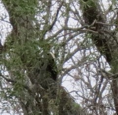 Campephilus leucopogon