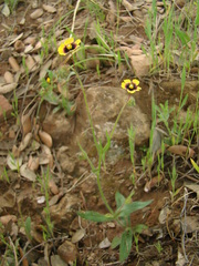 Tuberaria