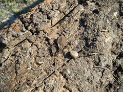 Triatoma