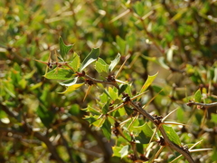Berberis grevilleana