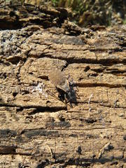 Triatoma