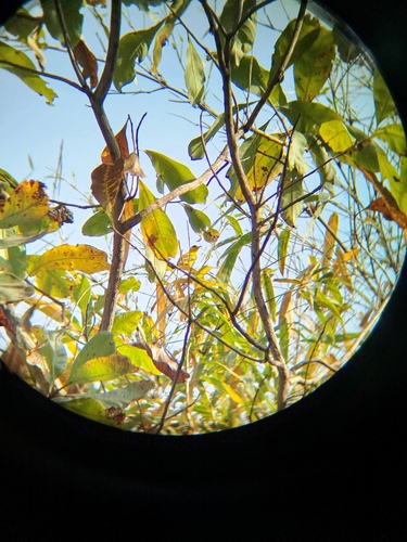African Golden Oriole