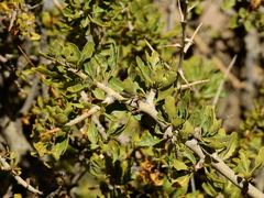 Schinus odonellii