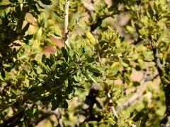 Schinus odonellii