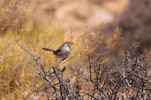 Grey-backed Cisticola (Cisticola subruficapilla), photo 5