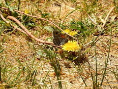 Argyrophorus argenteus