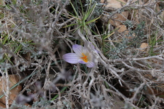 Crocus versicolor