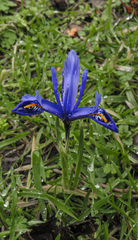 Iris reticulata