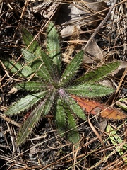 Cirsium repandum