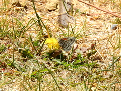 Argyrophorus argenteus