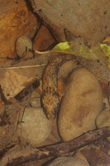 Gobiomorphus huttoni