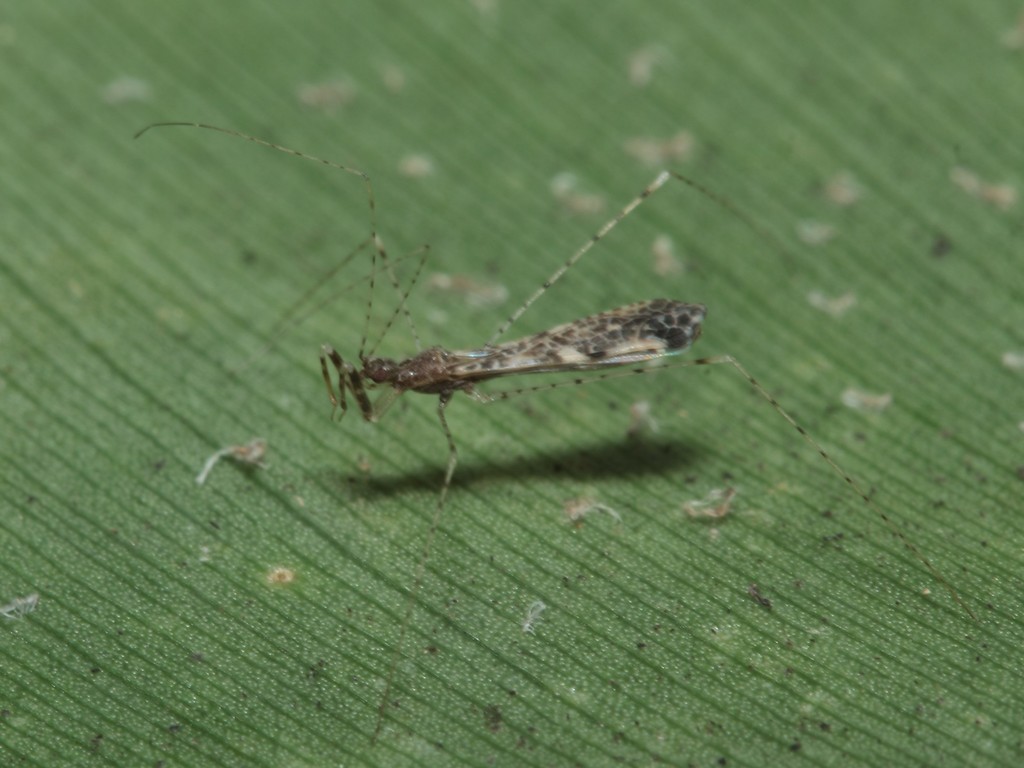 Empicoris whitei