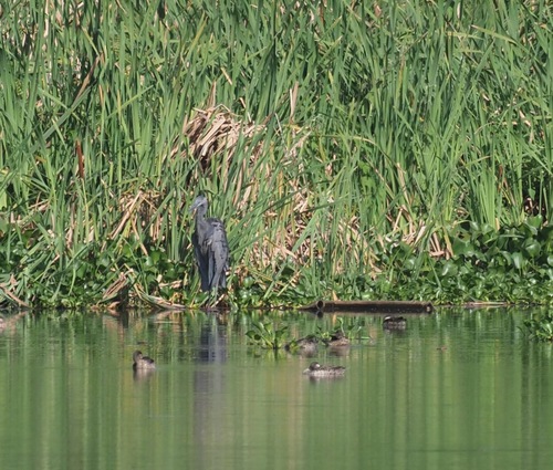 Humblot's Heron