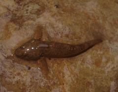 Gobiomorphus huttoni