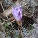 Riviera Crocus - Photo (c) Fabien Piednoir, some rights reserved (CC BY-SA), uploaded by Fabien Piednoir