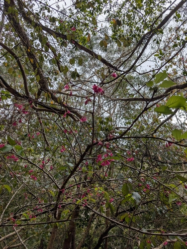 Prunus, 2026-02-24
