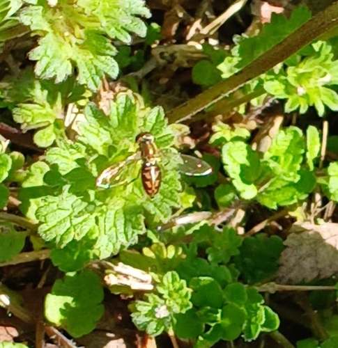 Unknown species found near Craighead County, US-AR, US