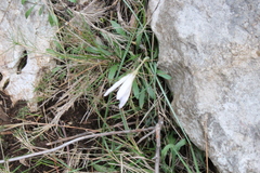 Crocus versicolor