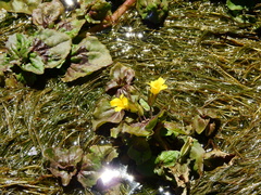 Erythranthe glabrata