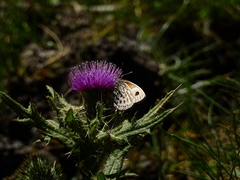 Argyrophorus argenteus
