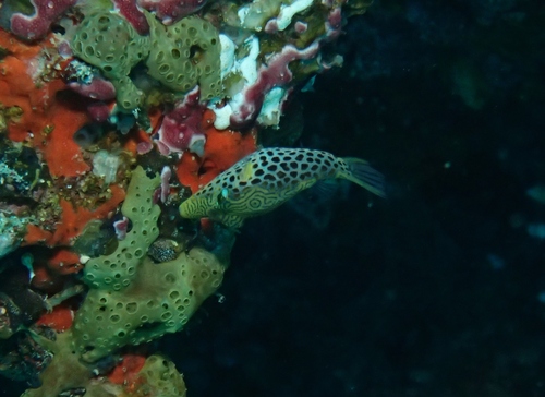 Tyler's Toby — seen at this dive site