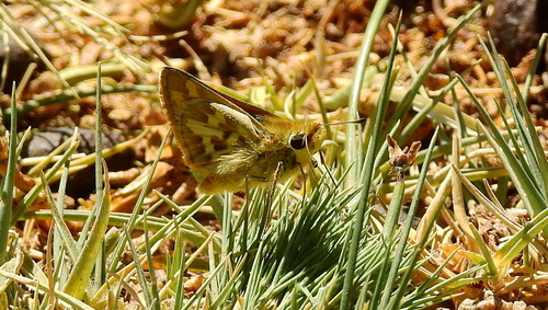 Signata Skipper