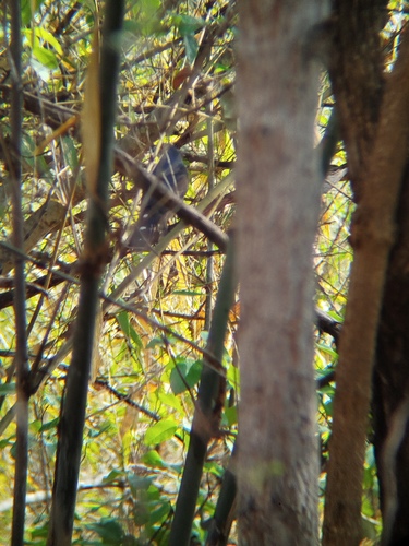 African Goshawk