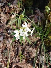 Cardamine concatenata