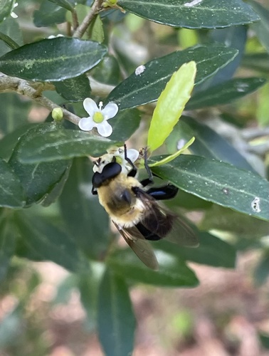Unknown species found near Jennifer Lynn St, Denham Springs, LA, US