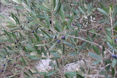 Olea europaea europaea