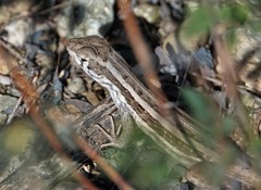 Leiocephalus raviceps raviceps