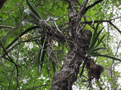Angraecum praestans, photograph 1