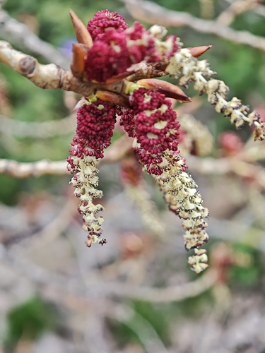 Fremont's cottonwood