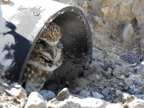 Burrowing Owl photographed in New Mexico