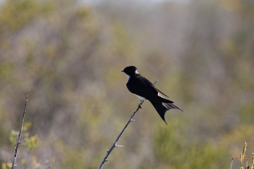 Pearl-breasted Swallow (Hirundo dimidiata), photo 5