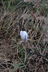 Crocus versicolor