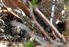 Leiocephalus raviceps raviceps