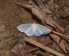 Poecilasthena pulchraria