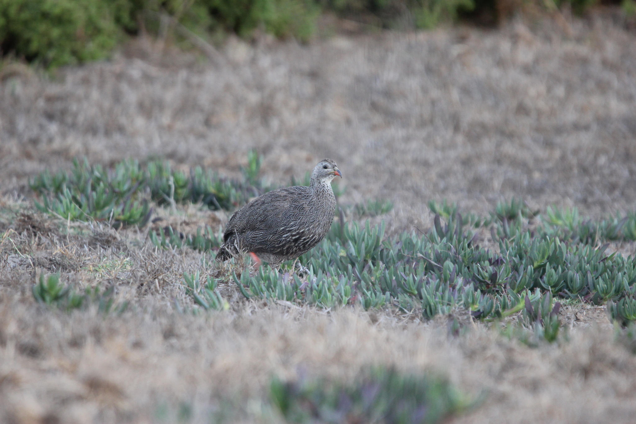 Cape Spurfowl (Pternistis capensis), photo 7