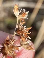 Juncus trigonocarpus