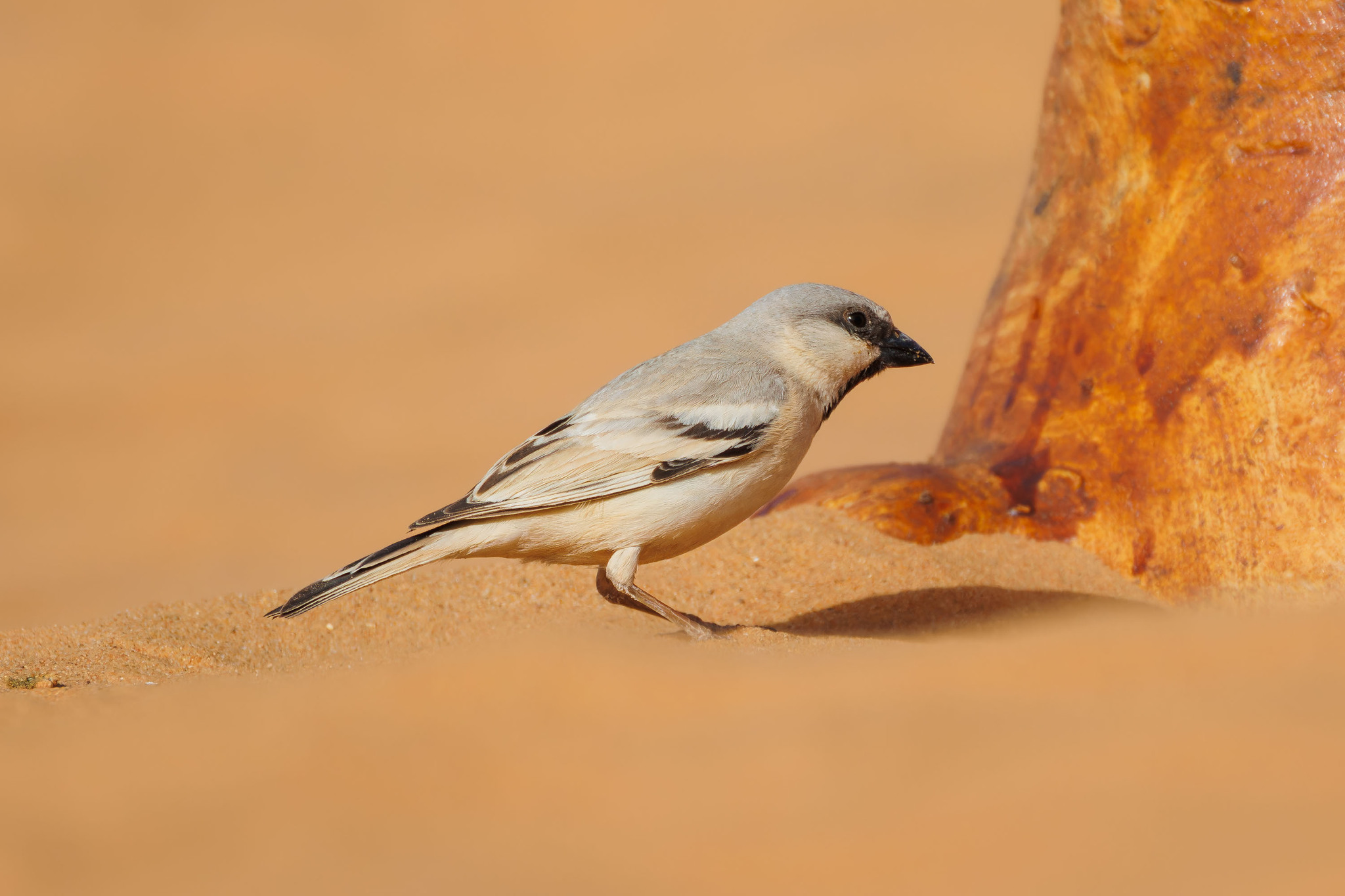 Desert Sparrow (Passer simplex), photo 4