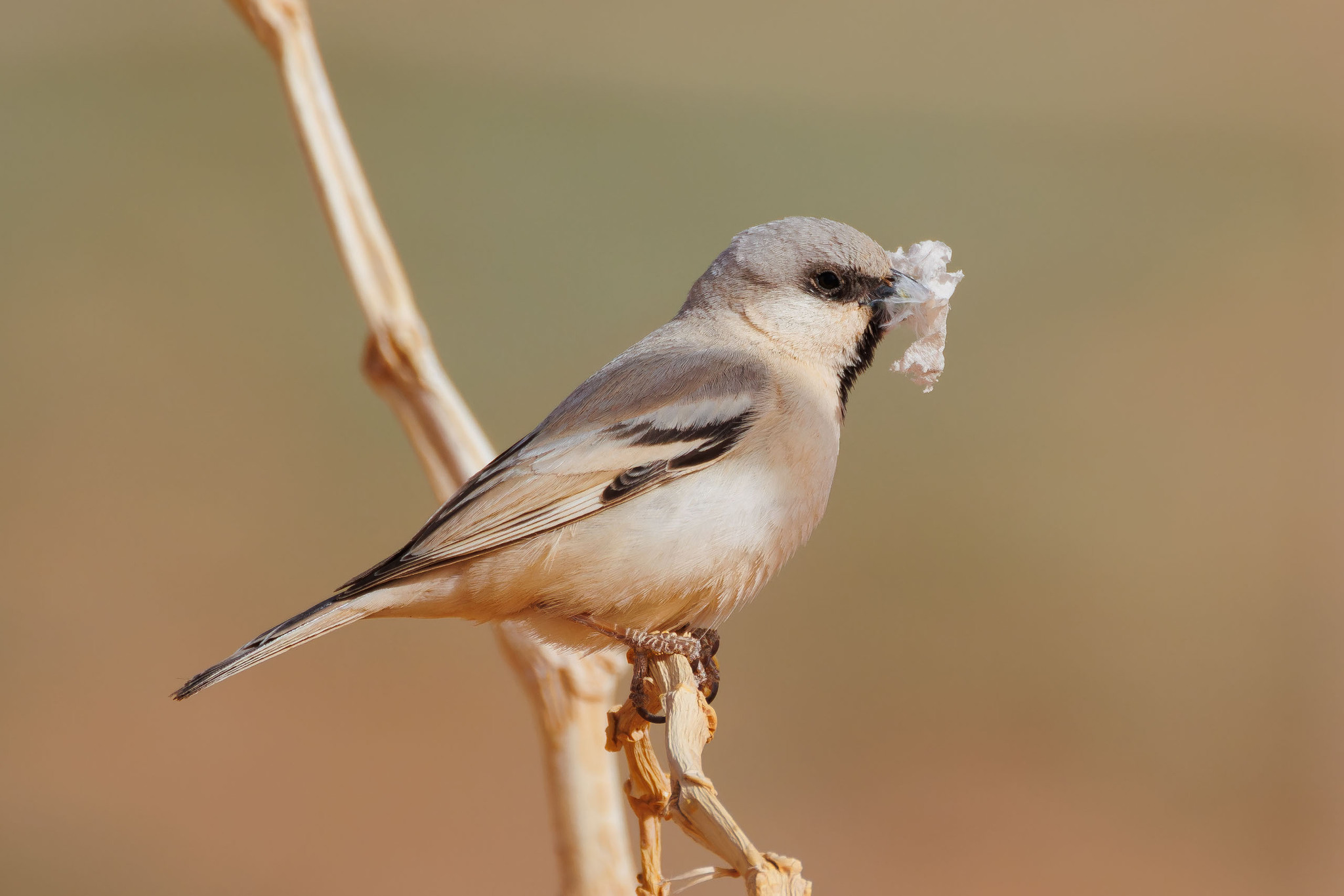 Desert Sparrow (Passer simplex), photo 5