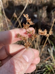 Juncus trigonocarpus
