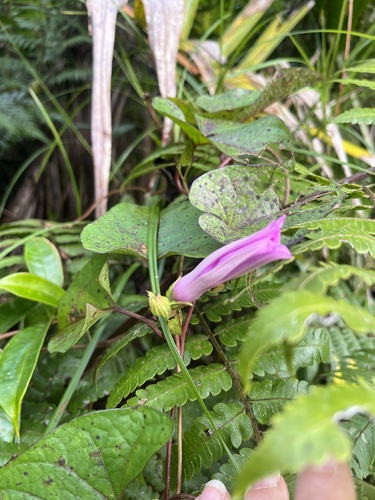 Ipomoea setifera, photograph 6