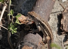 Leiocephalus raviceps